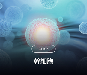줄기세포